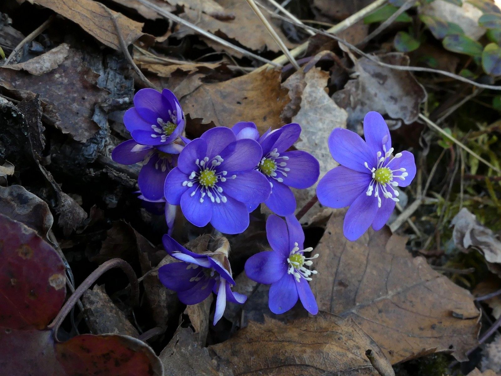 Sinivuokko eli lehtosinivuokko (Hepatica nobilis tai Anemone hepatica;  aiemmin myös Hepatica triloba)